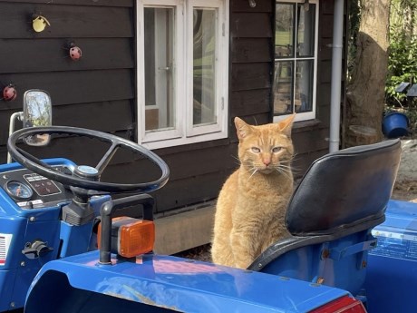 Kat Europese korthaar of huiskat