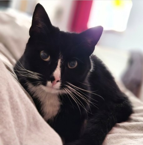 Kat Europese korthaar of huiskat