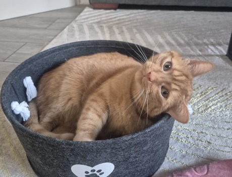 Kat Europese korthaar of huiskat