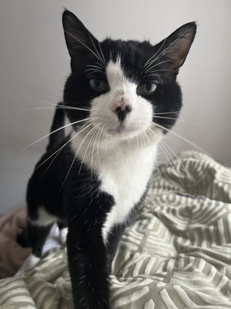 Kat Europese korthaar of huiskat