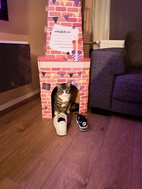 Kat Europese korthaar of huiskat