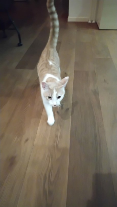 Kat Europese korthaar of huiskat