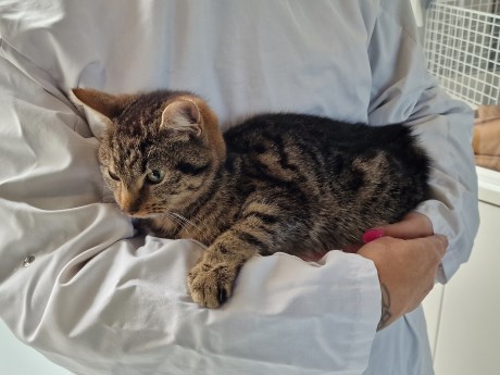 Kat Europese korthaar of huiskat