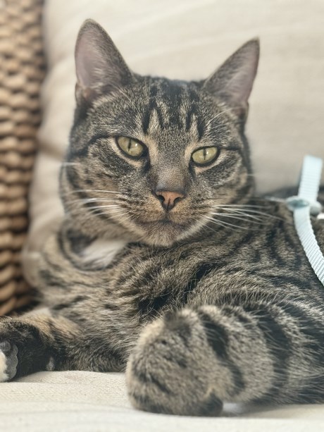 Kat Europese korthaar of huiskat