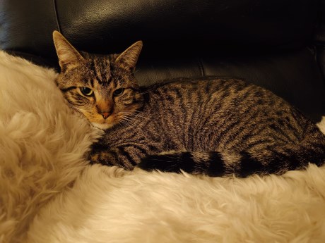 Kat Europese korthaar of huiskat