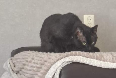 Kat Europese korthaar of huiskat