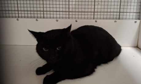 Kat Europese korthaar of huiskat