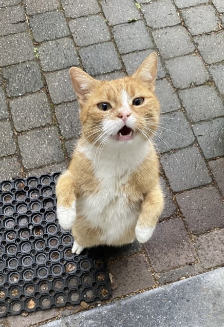 Kat Europese korthaar of huiskat