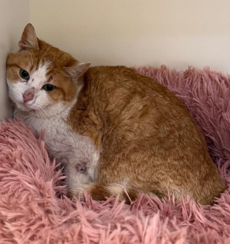 Kat Europese korthaar of huiskat