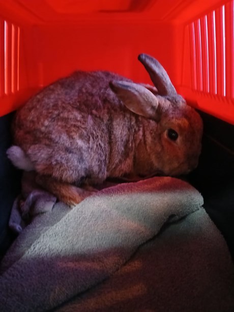 Knaagdier / Haasachtige Konijn