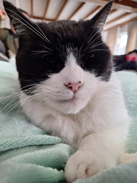 Kat Europese korthaar of huiskat