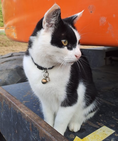 Kat Europese korthaar of huiskat