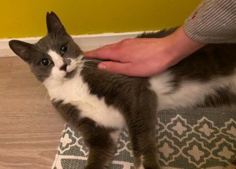 Kat Europese korthaar of huiskat