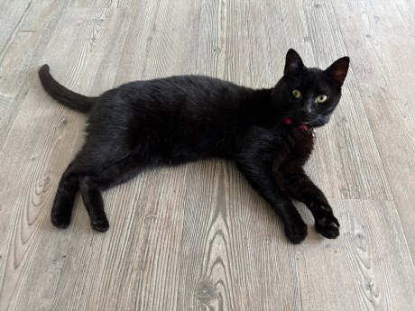 Kat Europese korthaar of huiskat