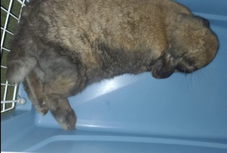 Knaagdier / Haasachtige Konijn