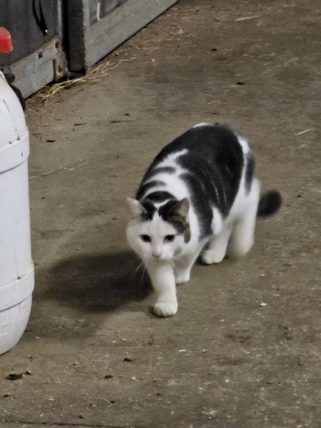 Kat Europese korthaar of huiskat