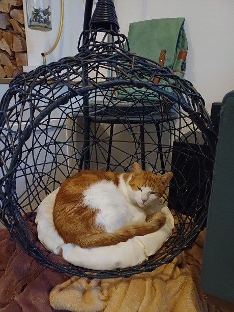 Kat Europese korthaar of huiskat