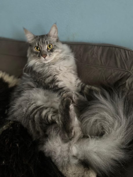 Kat Maine Coon