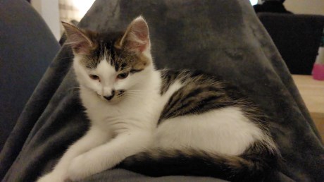 Kat Europese korthaar of huiskat