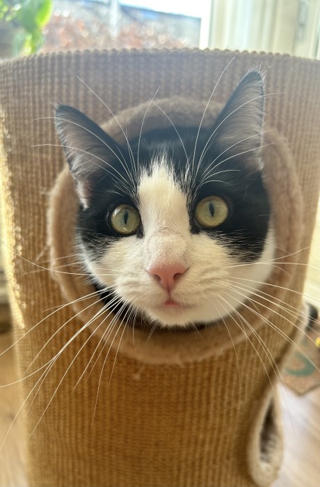 Kat Europese korthaar of huiskat