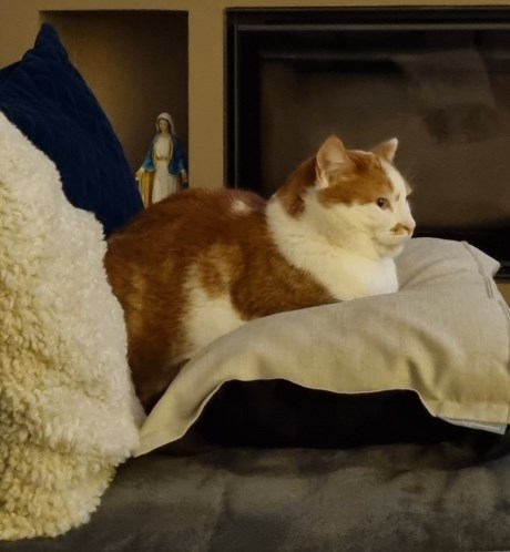 Kat Europese korthaar of huiskat