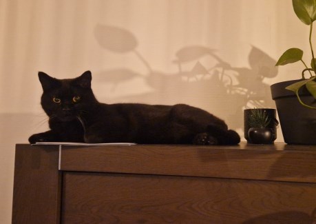 Kat Europese korthaar of huiskat