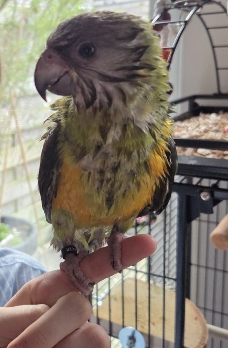 Vogel (Dwerg-)papegaai