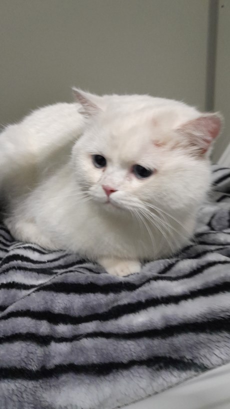 Kat Europese korthaar of huiskat