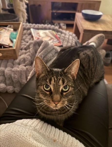 Kat Europese korthaar of huiskat