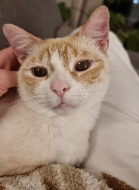 Kat Europese korthaar of huiskat