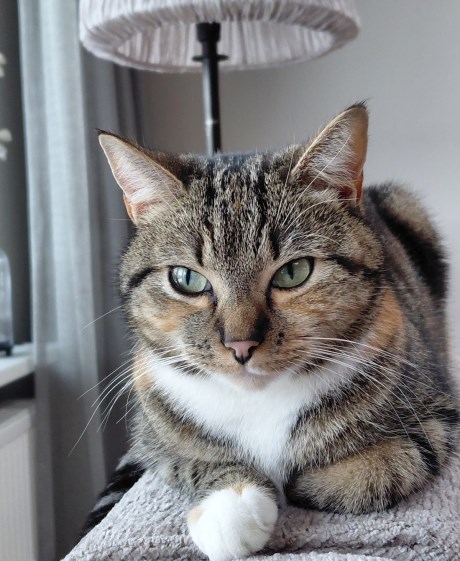 Kat Europese korthaar of huiskat