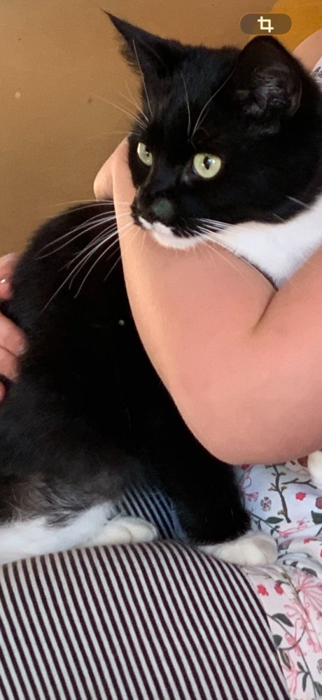 Kat Europese korthaar of huiskat