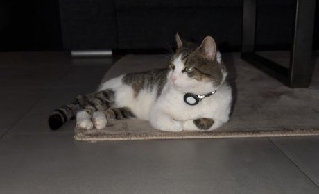 Kat Europese korthaar of huiskat