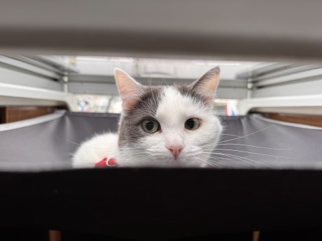 Kat Europese korthaar of huiskat