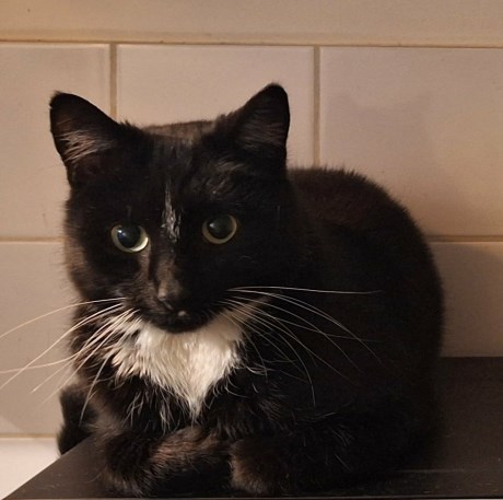 Kat Europese korthaar of huiskat