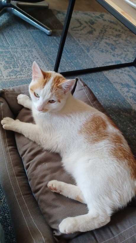 Kat Europese korthaar of huiskat