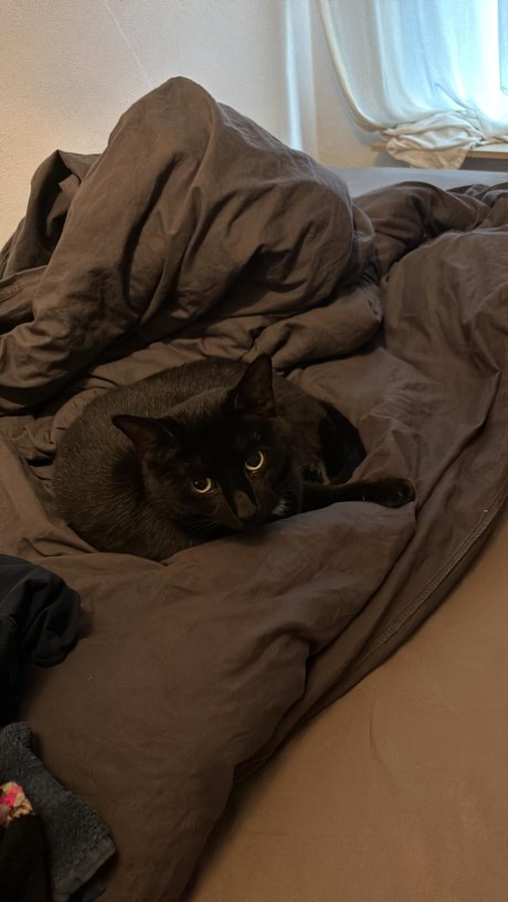 Kat Europese korthaar of huiskat