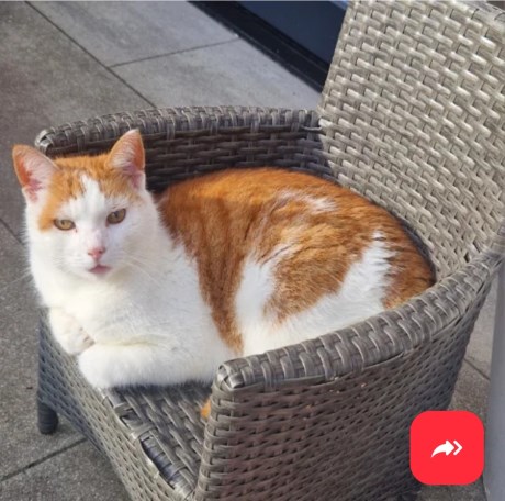 Kat Europese korthaar of huiskat