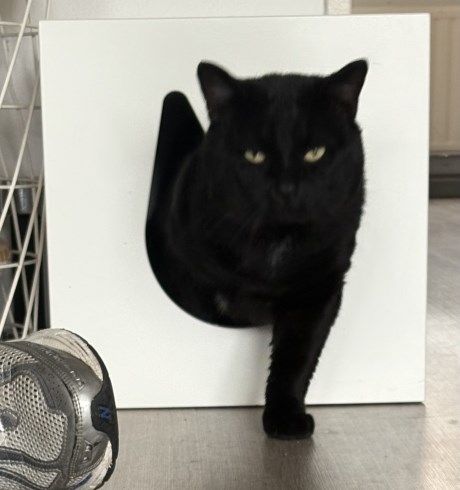 Kat Europese korthaar of huiskat