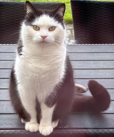 Kat Europese korthaar of huiskat