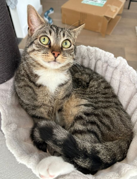 Kat Europese korthaar of huiskat