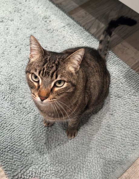 Kat Europese korthaar of huiskat