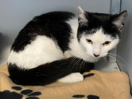 Kat Europese korthaar of huiskat