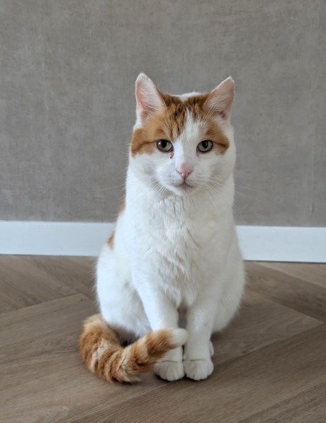 Kat Europese korthaar of huiskat