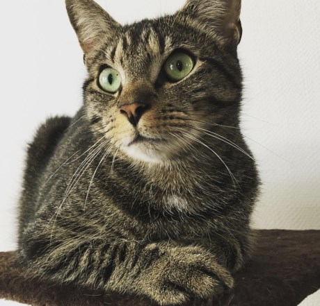 Kat Europese korthaar of huiskat