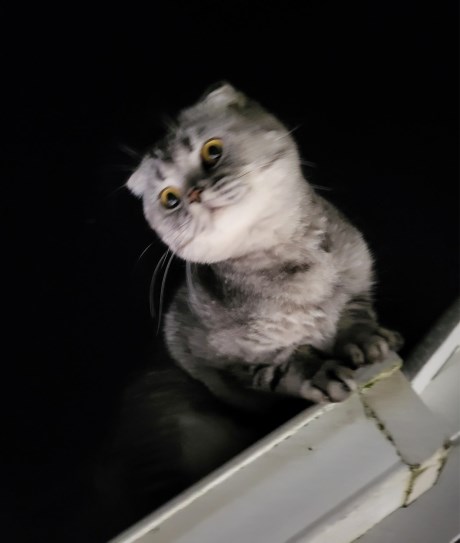 Kat Scottish Fold