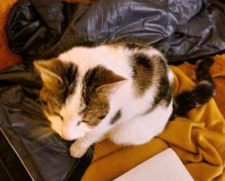 Kat Europese korthaar of huiskat