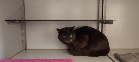 Kat Europese korthaar of huiskat