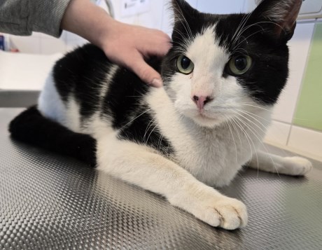 Kat Europese korthaar of huiskat