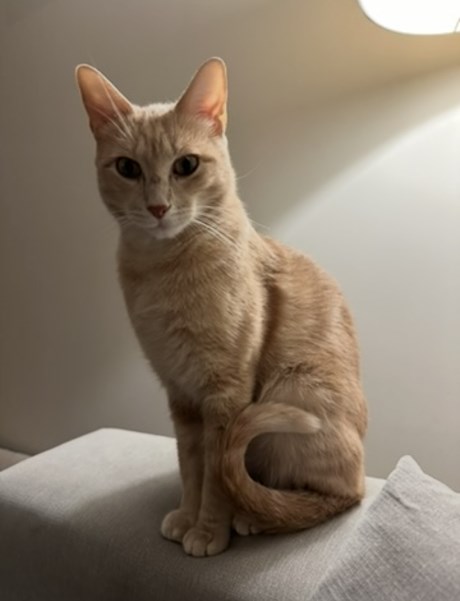 Kat Europese korthaar of huiskat